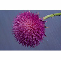Thistle in bloom cut outs
