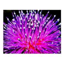 Thistle on the Back Roads of Texas Hill Country Postcard