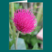 Thistle Plant Greeting Card cards