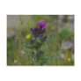 Thistle Postcard