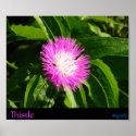 Thistle posters