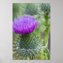 Thistle