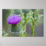 Thistle Print