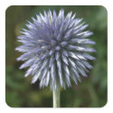 Thistle Sticker