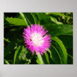 Thistle too print