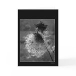 ThistleDown cards