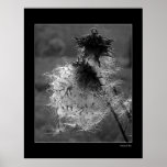 ThistleDown posters