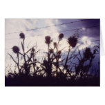 Thistles before the storm greeting card