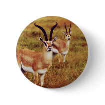 Thompsons Gazelle safari buttons  & badges