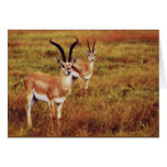 Thompsons Gazelle safari cards