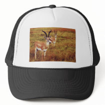 Thompsons Gazelle wildlife tote bags
