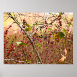 Thorns and Berries posters