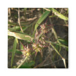 Thorns. magnets