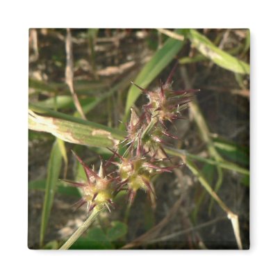 Thorns. Fridge Magnet by Acorns_tree