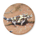 Thorny Devil Lizard magnets