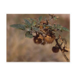 Thorny Seed Pod postcards