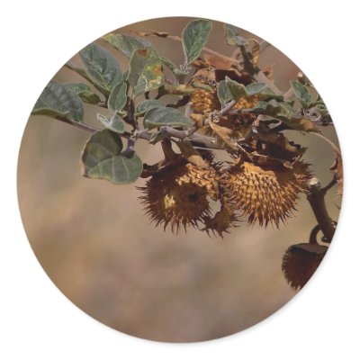 Thorny Seed Pod Stickers by lifesphere
