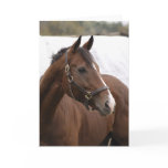 Thorougbred greeting card