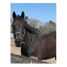 Thoroughbred Horse Postcard