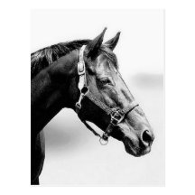 thoroughbred postcard