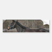 Thoroughbred Prancing Bumper Sticker