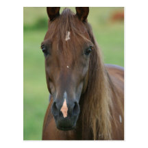 Thoroughbred Race Horse Postcard