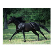 Thoroughbred Running Post Cards