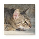 Thoughtful Cat Magnet