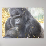 Thoughtful Gorilla Poster posters