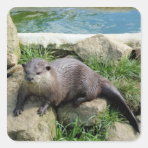 Thoughtful otter stickers