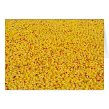 Thousands of ducks  cards