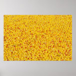 Thousands of ducks  posters