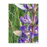 threatened endangered species and fire postcards