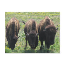 Three Amigos Post Cards