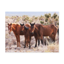 Three Amigos Post Cards
