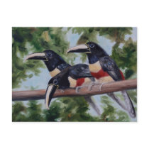 Three Amigo's Toucan Postcard
