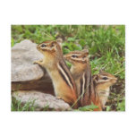 Three Baby Chipmunks