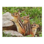 Three Baby Chipmunks Postcards