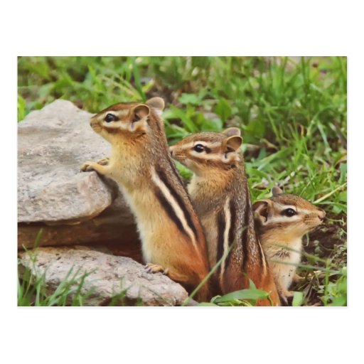 Three Baby Chipmunks Postcards