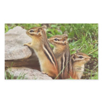 Three Baby Chipmunks