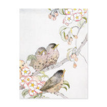 Three Baby Robins in a Cherry Tree Post Cards