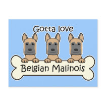 Three Belgian Malinois Post Card