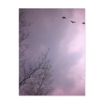 Three Birds Fly So high Post Cards