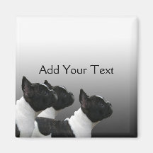 Three Black and White French Bulldogs Fridge Magnet