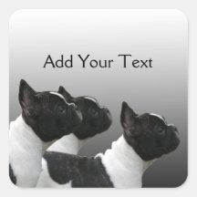 Three Black and White French Bulldogs Square Stickers