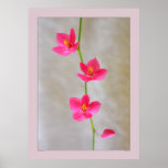 Three Blossoms Print