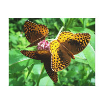 Three Butterflies Stretched Canvas Print