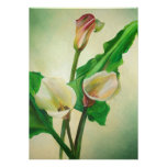Three Calla Lilies Announcement