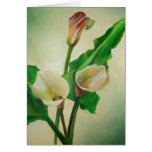 Three Calla Lilies cards