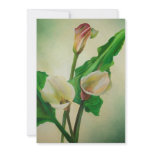 Three Calla Lilies invitations